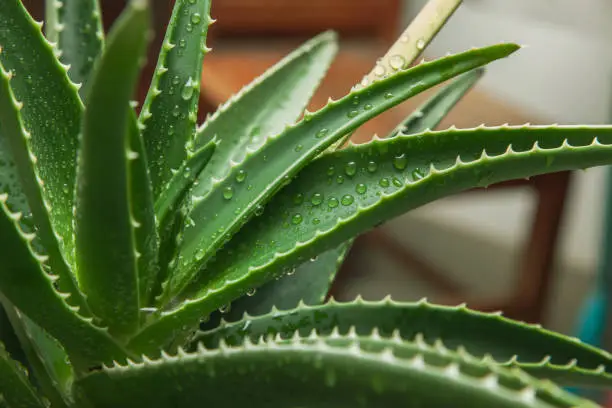 Photo of aloe vera plant