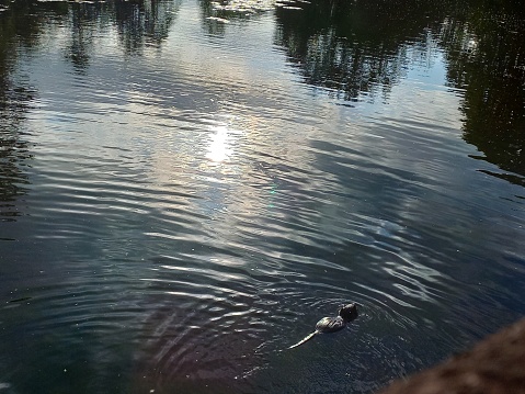 A Duck floating on still water, Norfolk Broads.