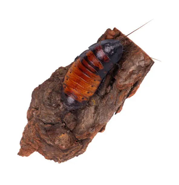 Photo of Madagascar hissing cockroach isolated on white background. Gromphadorhina portentosa.