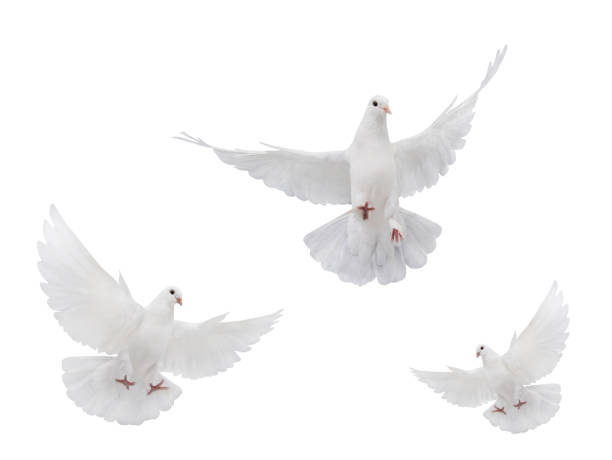 istock three free flying white dove isolated on a white 1402438886
