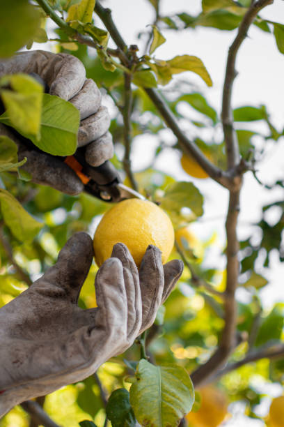 istock Man hands with dirty work gloves and pruning shears picking lemons 1402439952