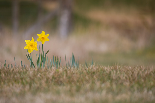 Daffodils in a rough grass field in spring, Isle of Lewis, Scotland, United Kingdom