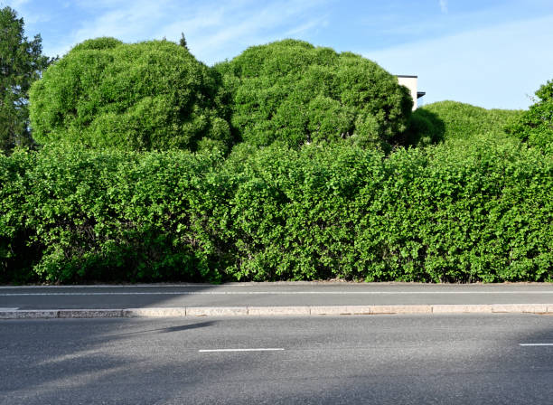 asphalt road and abundant green bushes and trees stock photo