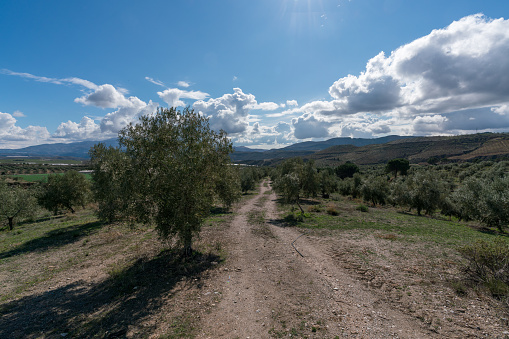 Winter view of olive trees in orchard.