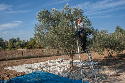 Muğla, Turkey - November 16, 2021 : Olive trees are grown in most parts of the Aegean and Mediterranean, and they harvest olives in November.