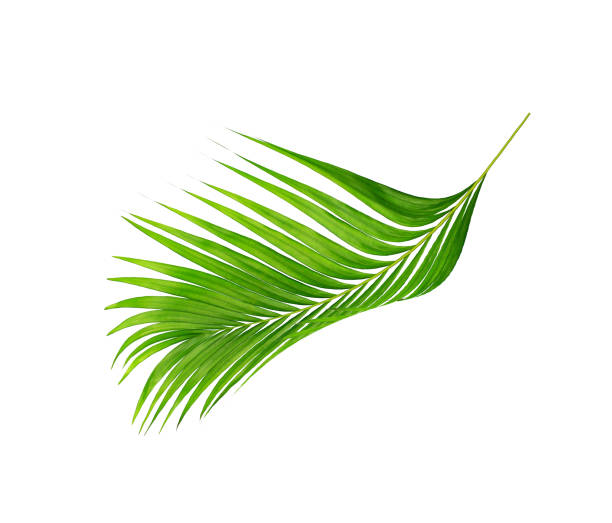 istock green leaves of palm tree isolated on white background 1402443294