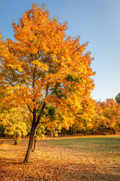 istock Nature during autumn, Poland. Leafy path and forest in autumn. 1402443377
