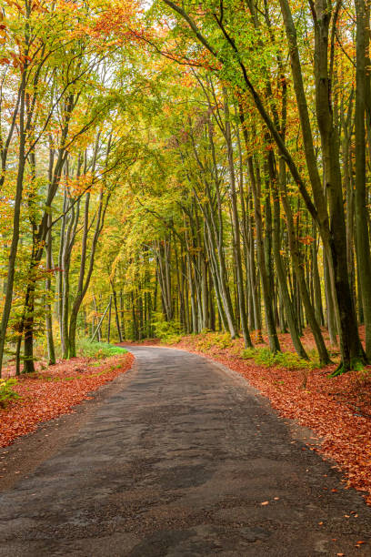 istock Dark road and colorful forest in autumn. 1402444020