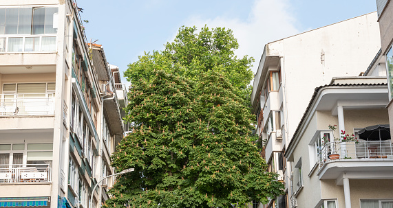 single tree background between houses. environmental concept