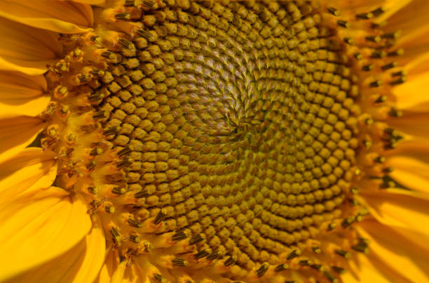 istock Close up of ripe sunflower 1402445399