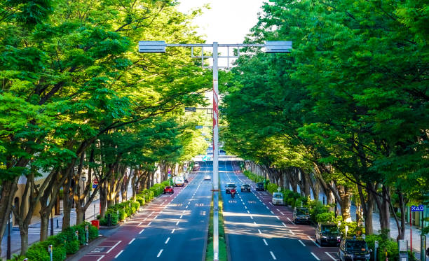 eine reihe von zelkova-bäumen auf omotesando in der morgensonne (shibuya-ku, tokio) - omotesando hills stock-fotos und bilder