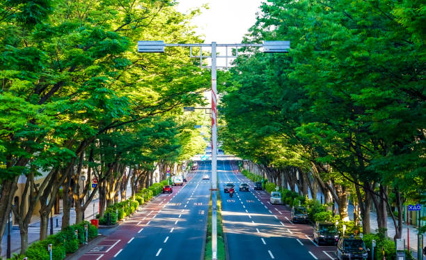 una hilera de árboles zelkova en omotesando bajo el sol de la mañana (shibuya-ku, tokio) - omotesando hills fotografías e imágenes de stock