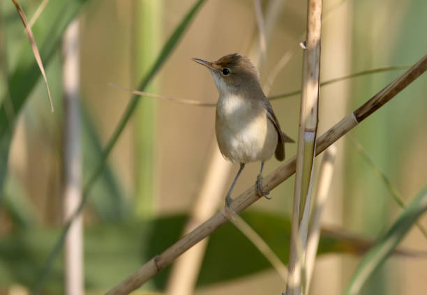 reed warbler (Acrocephalus scirpaceus) Close-up photo of a reed warbler (Acrocephalus scirpaceus) sitting on a thin reed branch in the shade of a thicket marsh warbler stock pictures, royalty-free photos & images
