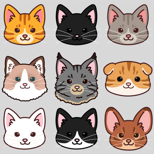 Simple and adorable cats front faces set Simple and adorable cats front faces set short haired maine coon stock illustrations