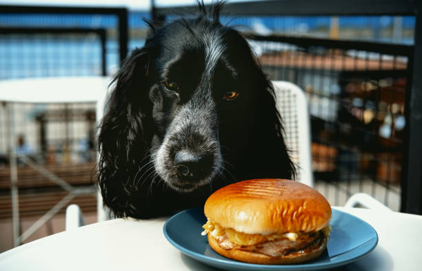 istock Cute spaniel eats burger sitting at table in cafe. Animal theme. Cute animals, dog friendly cafe concept . 1402450189
