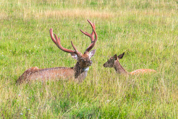 istock Male and female sika deer 1402450230