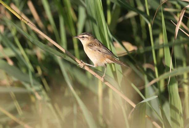 istock Singing in the reed 1402450380
