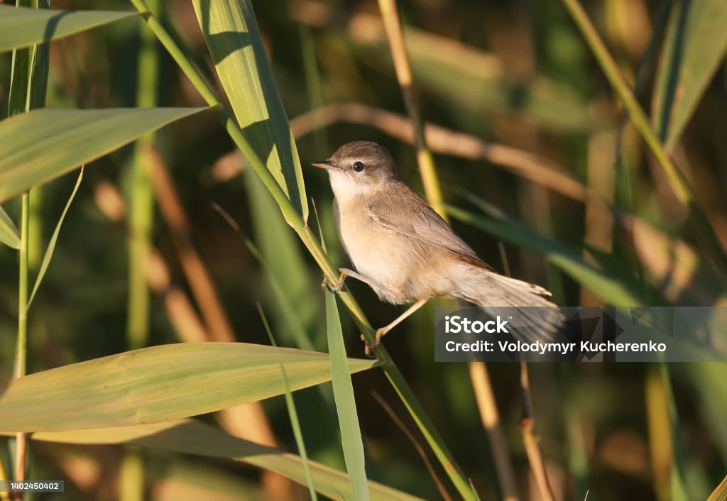 The mystery of the reeds Close-up of an adult The paddyfield warbler (Acrocephalus agricola) sits on a reed in soft morning light. Animal Stock Photo
