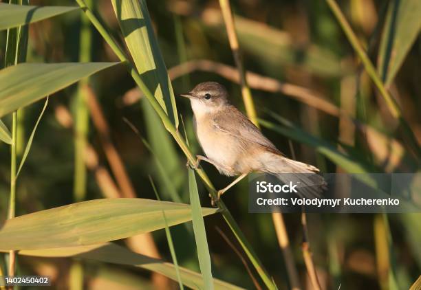The Mystery Of The Reeds Stock Photo - Download Image Now - Animal, Animal Wildlife, Bird