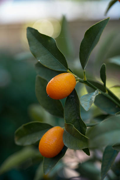 Kumquat on the Branch. Kumquat on the Branch. kumquat stock pictures, royalty-free photos & images