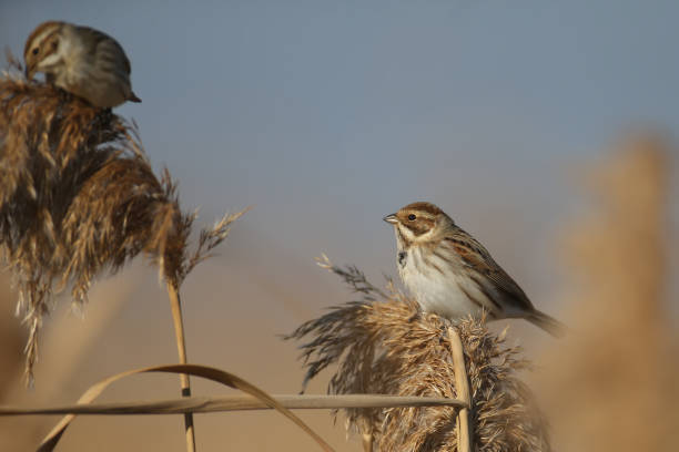 istock Females of common reed bunting 1402450584
