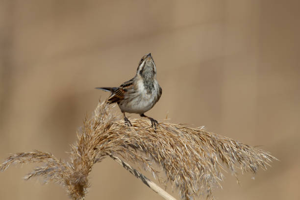 istock Females of common reed bunting 1402450589