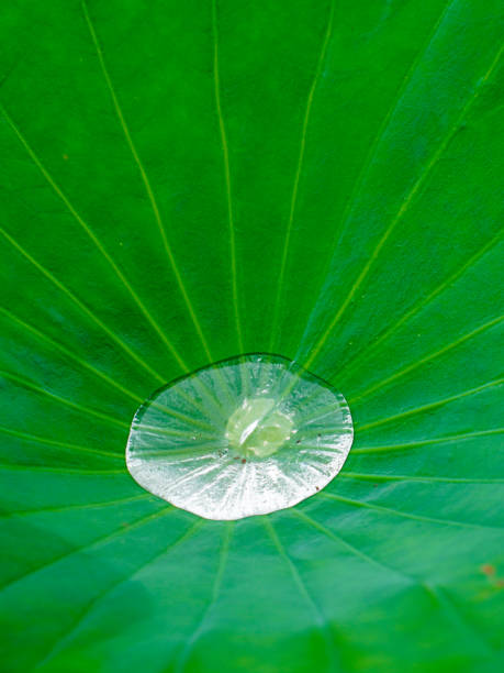 istock Hass leaves and polka dots (Machida Yakushiike Park) 1402451400
