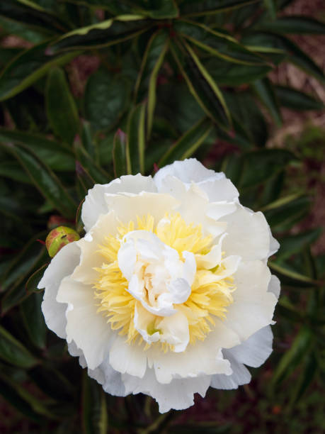 istock Paeonia 'Peony' Bartzella In Bloom detail 1402452424