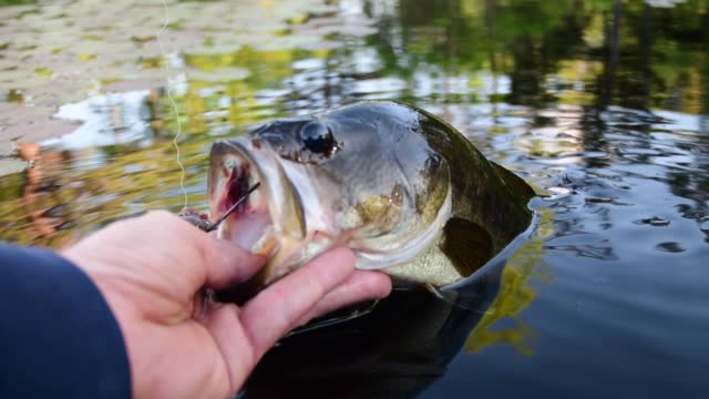 Fishing largemouth bass catch, close up fish held by its mouth 4k resolution