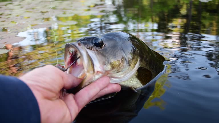 1,800+ Bass Fishing Stock Videos and Royalty-Free Footage - iStock