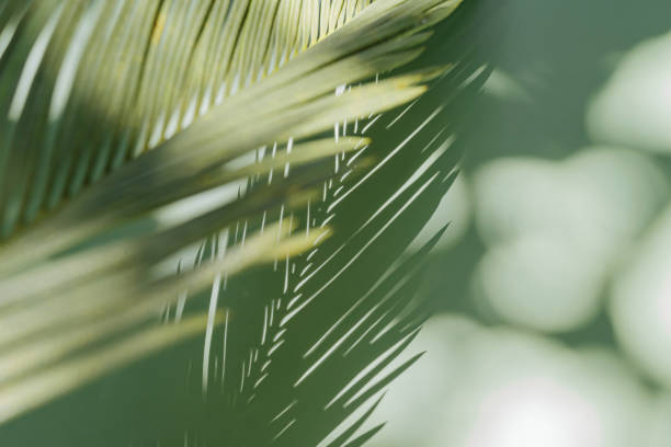 istock Palm leaf on a green surface with shadow. Stylish background for presentation. 1402454231