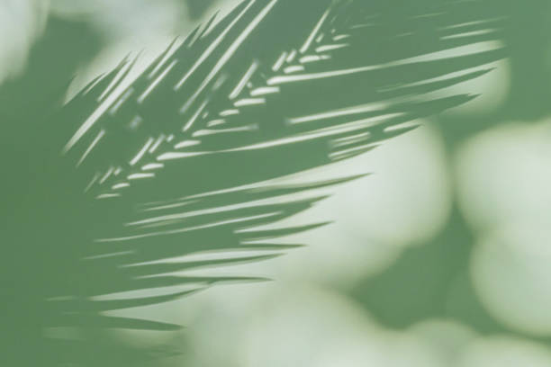 istock Palm leaf on a green surface with shadow. Stylish background for presentation. 1402454232