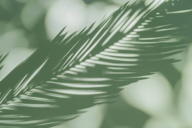istock Palm leaf on a green surface with shadow. Stylish background for presentation. 1402454234