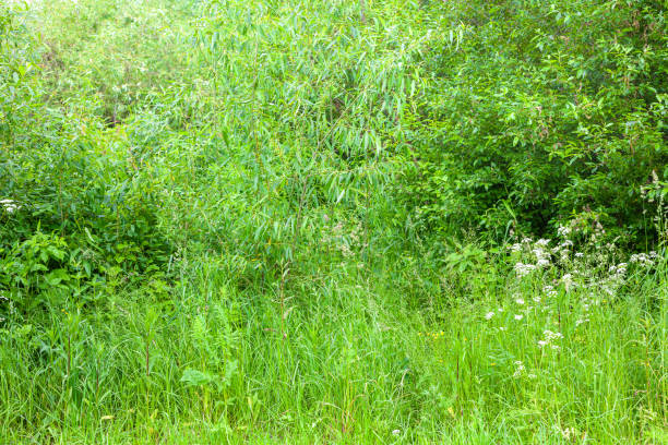 istock Green trees and grass on the lawn on a summer day 1402455263