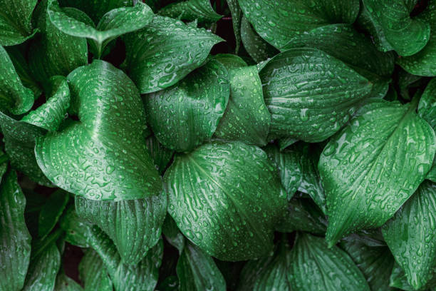 istock Large green leaves covered with rain water drops 1402457842