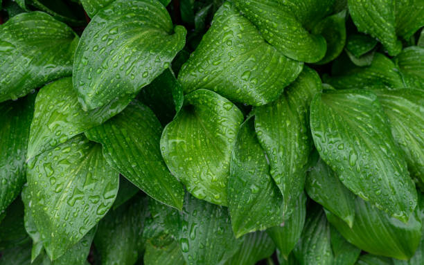 istock Large green leaves in the rain 1402457860