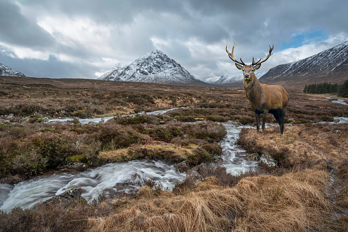 Composite image of red deer stag in Beautiful Winter landscape image of River Etive in foreground with iconic snowcapped Stob Dearg Buachaille Etive Mor mountain in the background