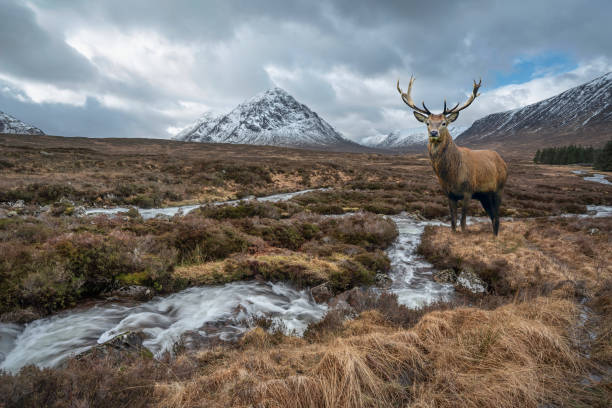 Composite image of red deer stag in Majestic Winter landscape image of River Etive in foreground with iconic snowcapped Stob Dearg Buachaille Etive Mor mountain in the background stock photo