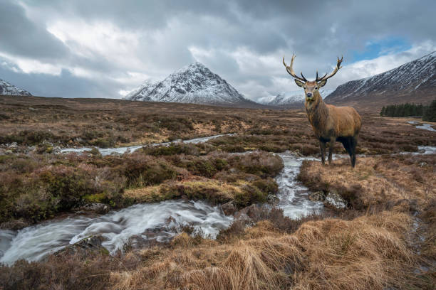 composite image of red deer stag in majestic winter landscape image of river etive in foreground with iconic snowcapped stob dearg buachaille etive mor mountain in the background - mor imagens e fotografias de stock