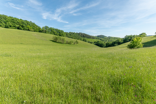 Sunny green landscape of clearing in forest bodure in spring. Kaiserstuhl, Bade Wurtemberg, Germany.