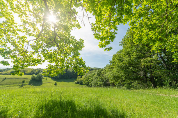 Sunny green landscape of clearing in forest bodure in spring. Kaiserstuhl, Bade Wurtemberg, Germany.