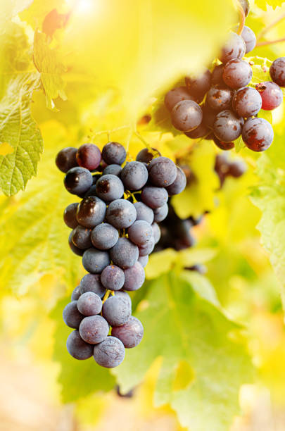 istock Blue grape cluster on vine closeup photo 1402460936