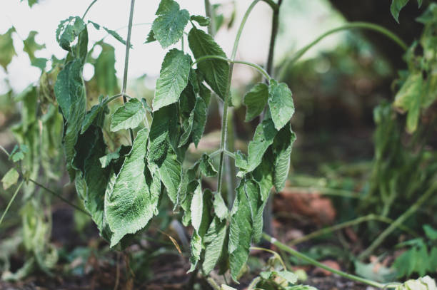 乾燥した天気、暑い天気。猛暑の中でしおれた植物 - wilted plant ストックフォトと画像