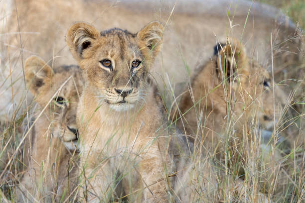 Taken in the Okavango Delta, Botswana, May 2022