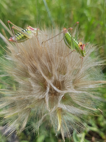 Two green grasshoppers perched on a dried flower