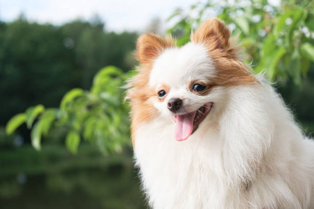 Portrait of a Pomeranian puppy with white fur and red ears Portrait of a Pomeranian puppy with white fur and red ears. Satisfied dog for a walk against the background of green trees. The dog stuck out its tongue. pomeranian stock pictures, royalty-free photos & images