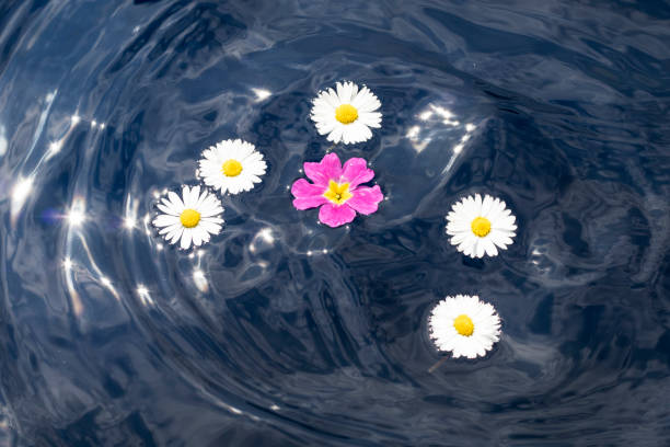 Wildflowers in blue water with splashes and waves.