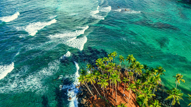 istock Palm trees on Mirissa beach, Sri Lanka 1402465618