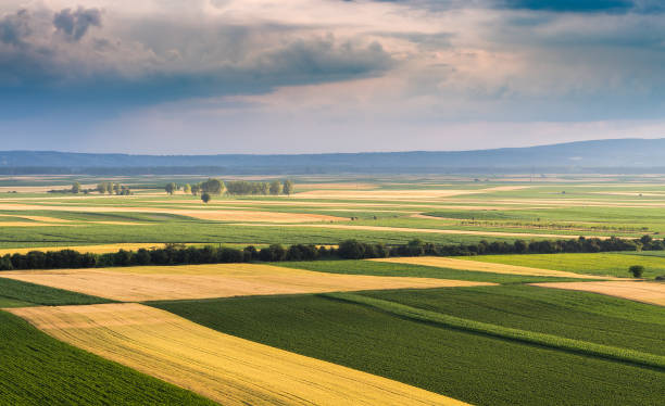istock Young green wheat  field at springtime aerial drone view. 1402465883