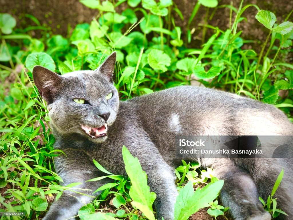 Kucing Marah Foto Stok - Unduh Gambar Sekarang - Anak hewan - Panggung